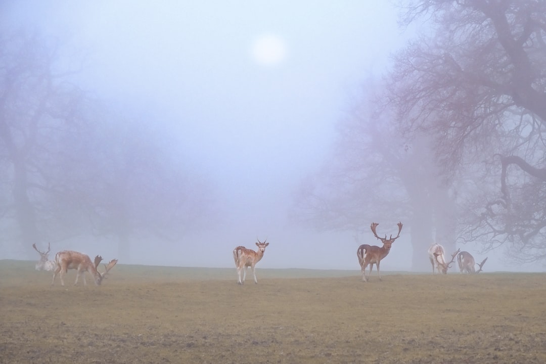 Photo Forest, Deer