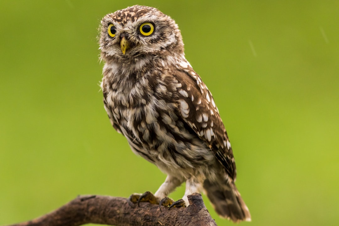 Photo Bald owl